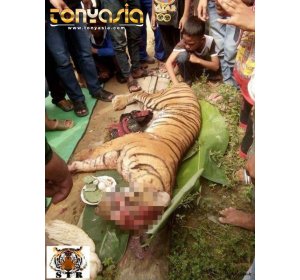 Harimau Sumatera Mati Mengenaskan: Kelamin dan Kumis Hilang | Tembak Ikan Online | Tembak Ikan